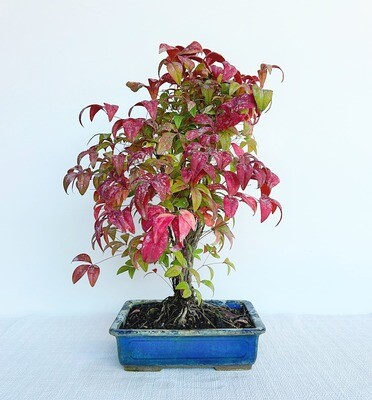 Bonsai di Nandina