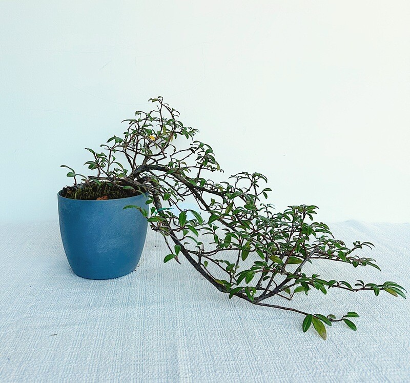 Bonsai di Cotonastro