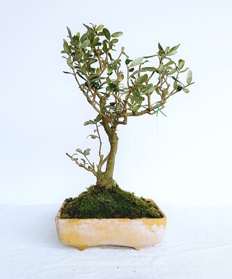 Bonsai di Ulivo