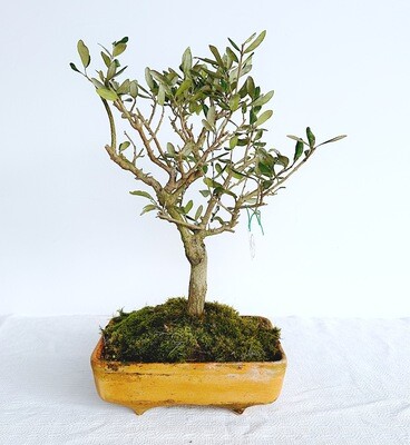 Bonsai di Ulivo