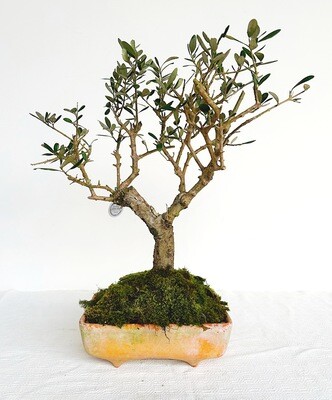 Bonsai di Ulivo