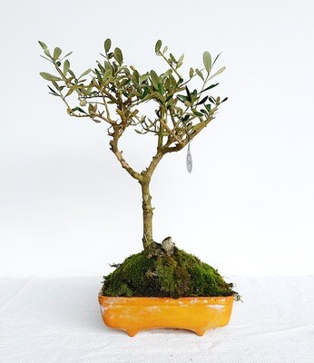 Bonsai di Ulivo