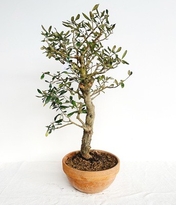 Bonsai di Ulivo