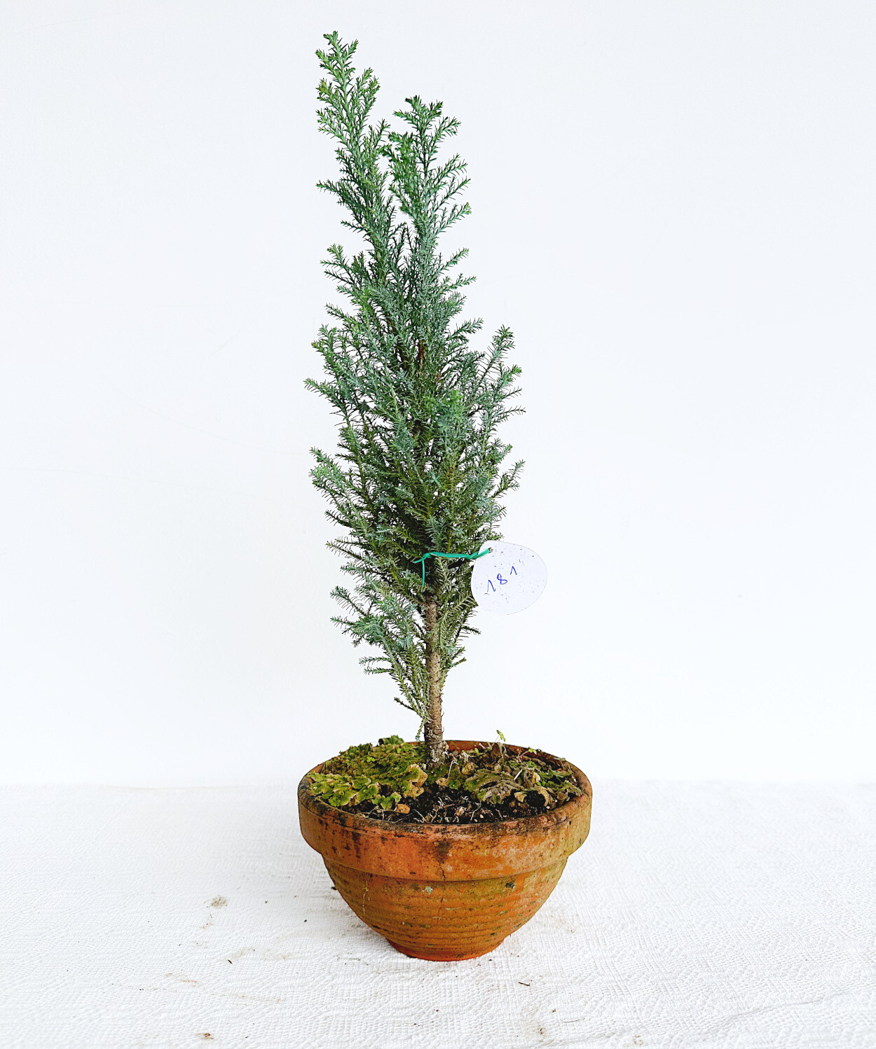 Bonsai di Cipresso