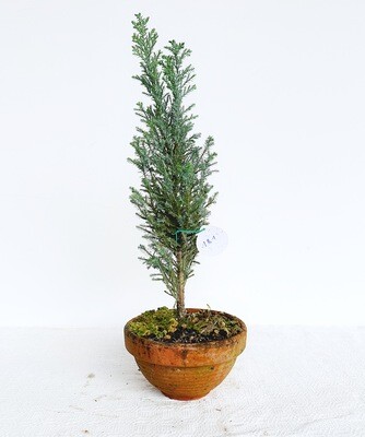 Bonsai di Cipresso