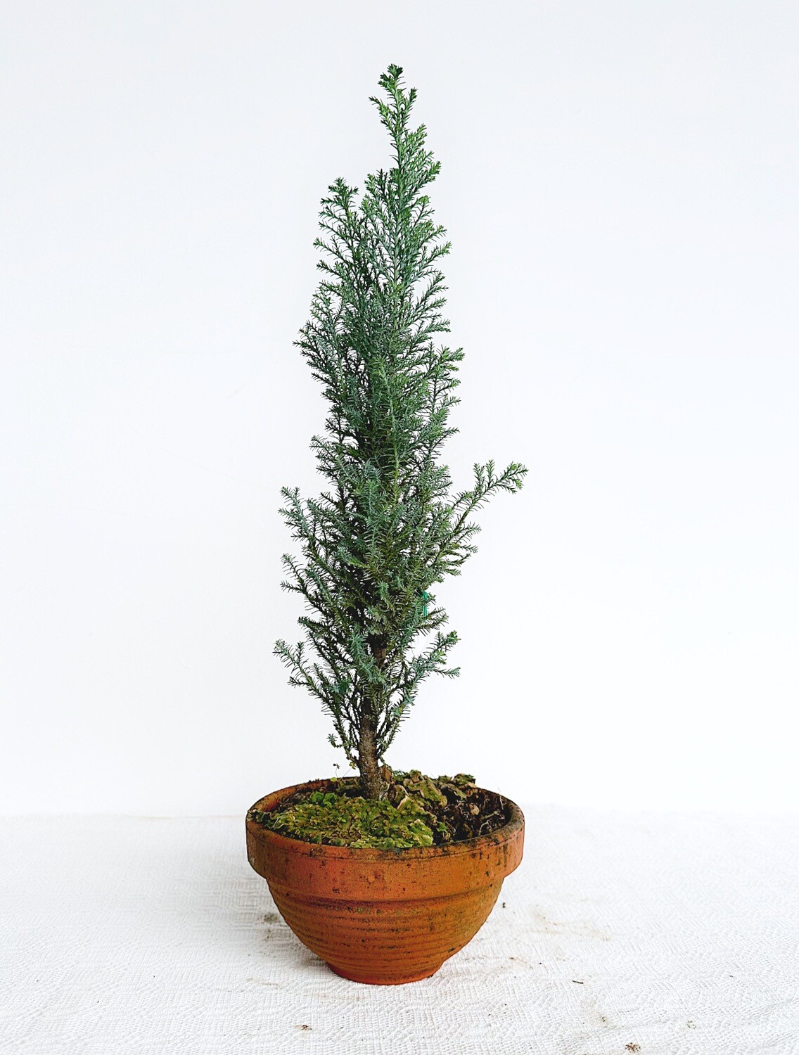 Bonsai di Cipresso 8 anni, Chamaecyparis lawsoniana