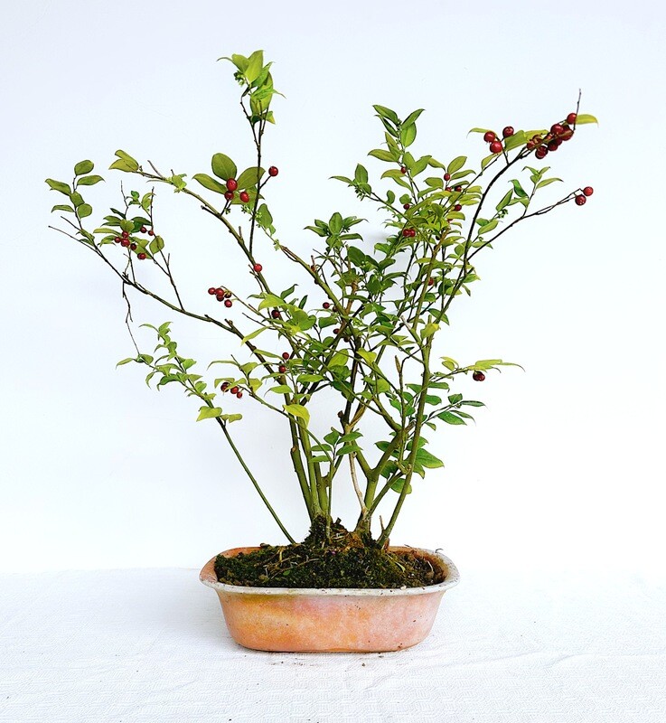 Bonsai di Eugenia