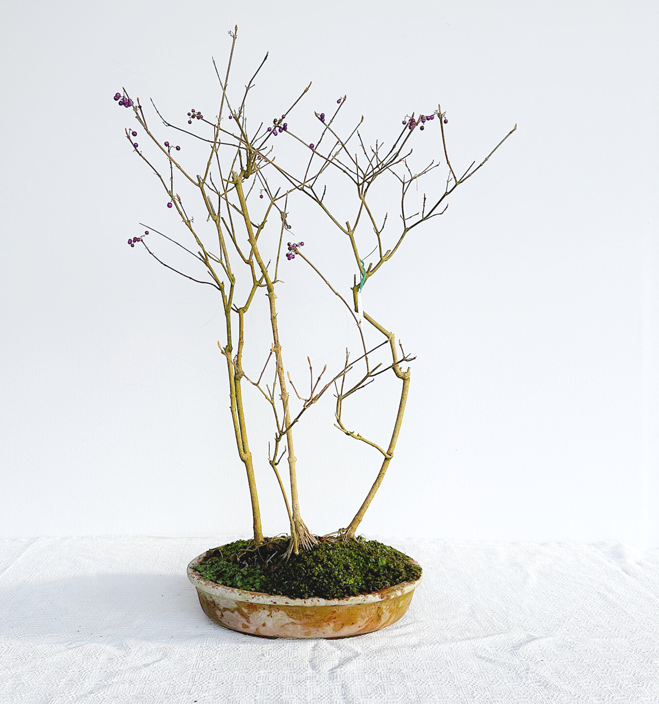 Bonsai di Callicarpa