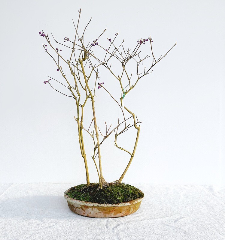 Bonsai di Callicarpa