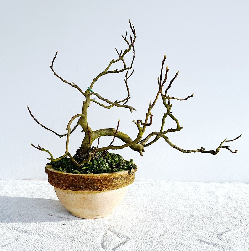 Bonsai di Fico