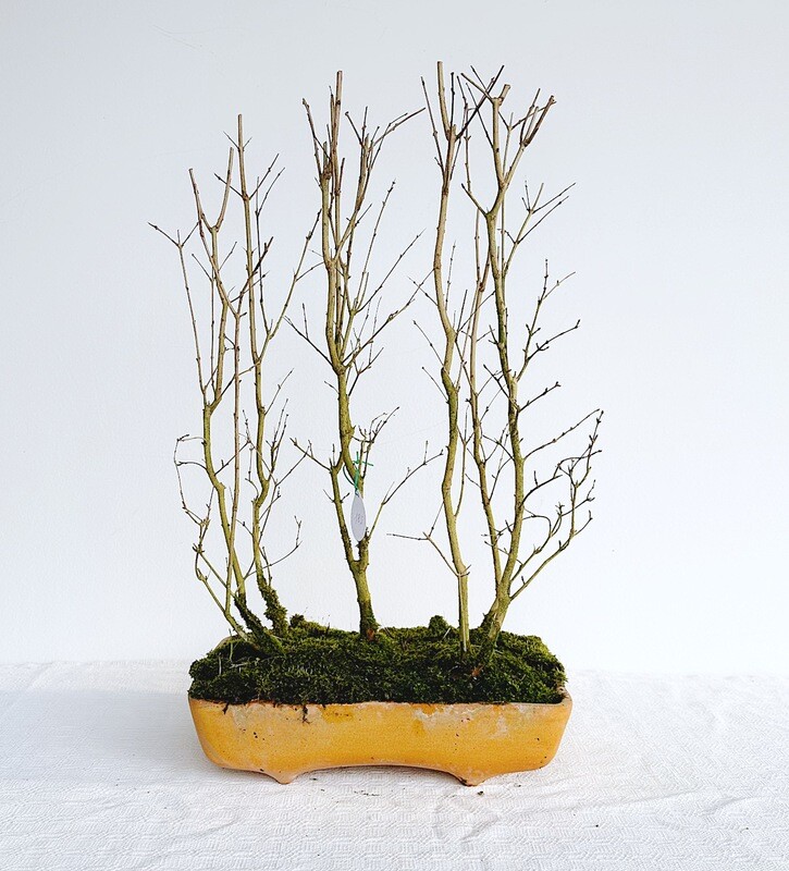 Bonsai di Melograno nano