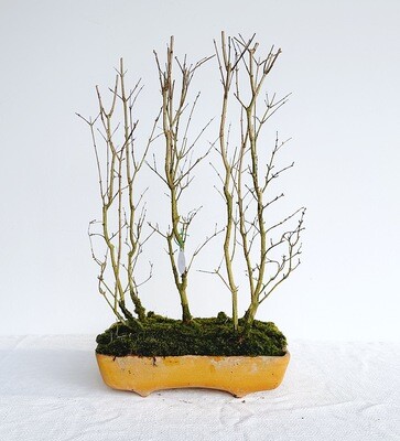 Bonsai di Melograno nano
