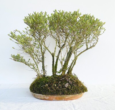 Bonsai di Lonicera