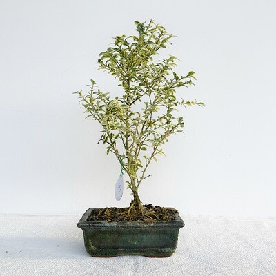 Bonsai di Bosso Variegato