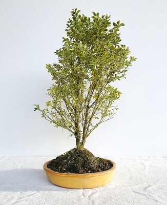 Bonsai di Bosso Variegato