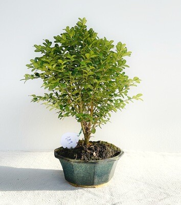 Bonsai di Bosso nano