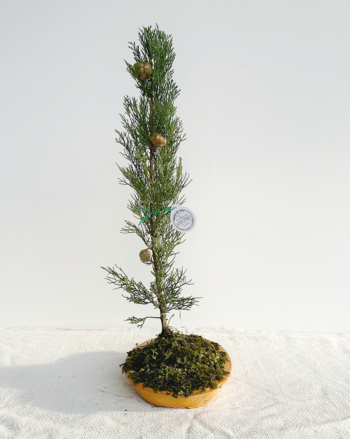 Bonsai di Cipresso 8 anni, Cupressus sempervirens