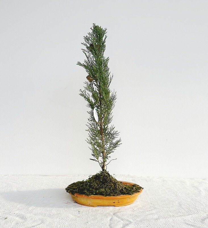 Bonsai di Cipresso