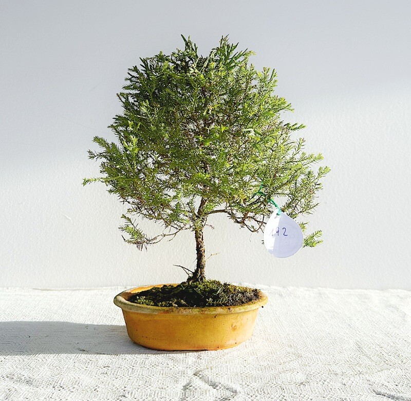 Bonsai di Thuja Rheingold