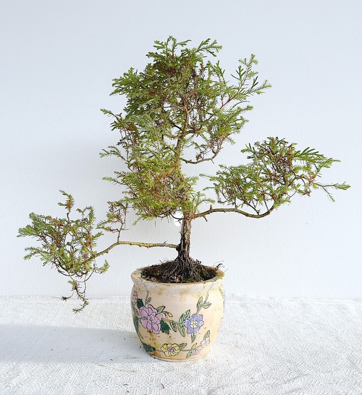 Bonsai di Thuja Rheingold