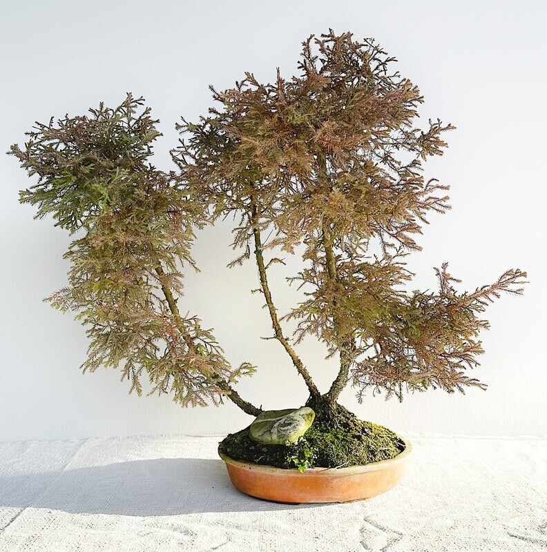 Bonsai di Thuja Rheingold