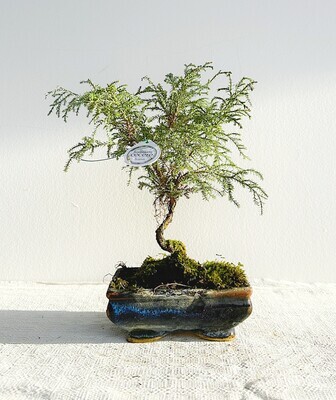 Bonsai di Chamaecyparis