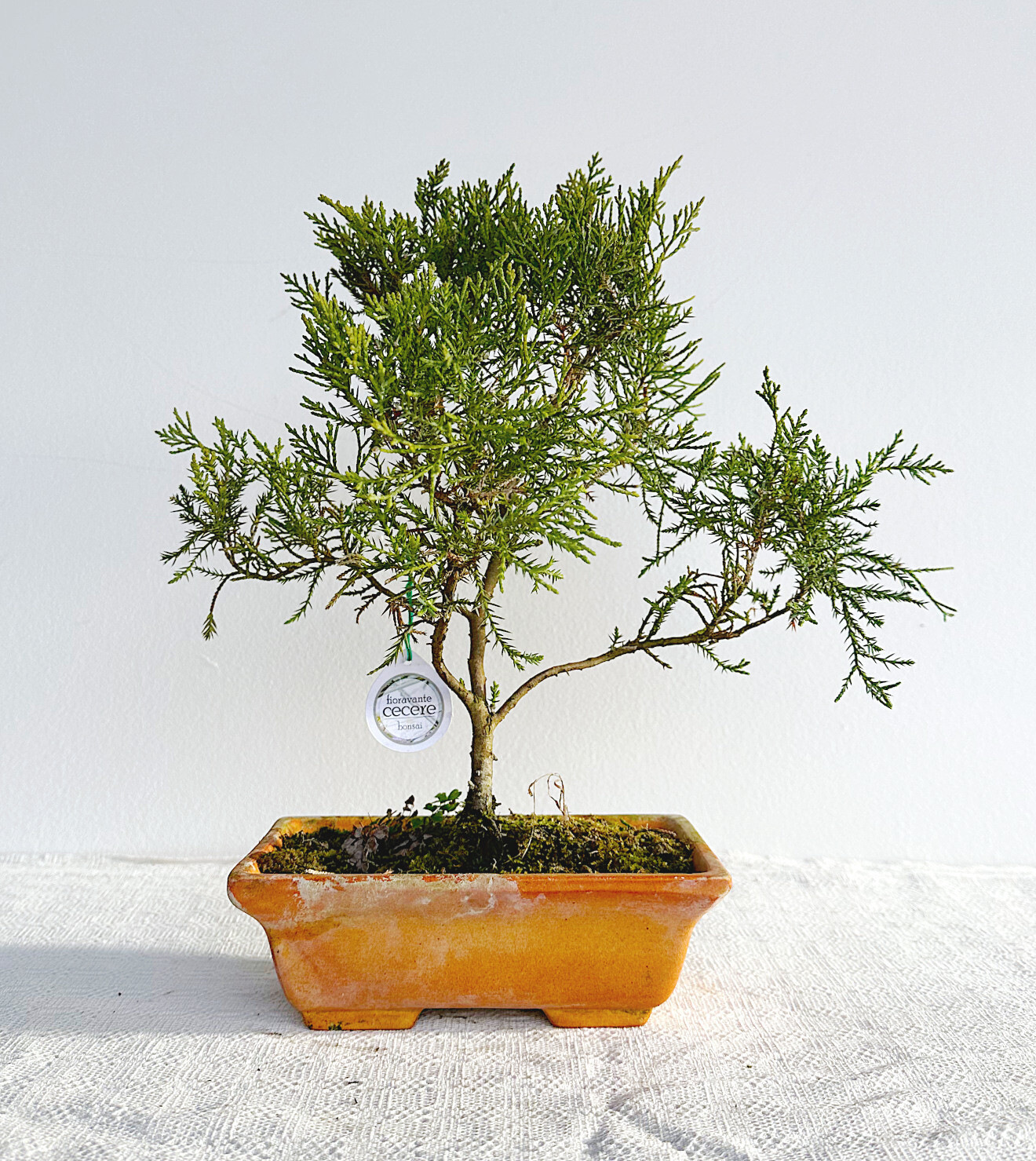 Bonsai di Ginepro