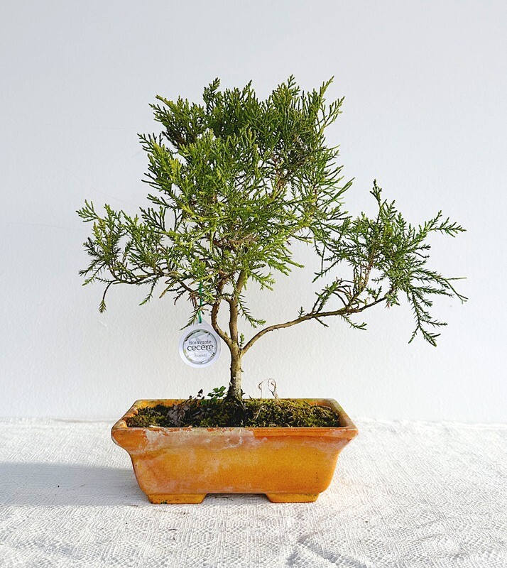 Bonsai di Ginepro