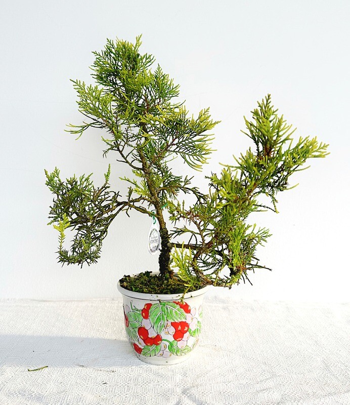 Bonsai di Ginepro