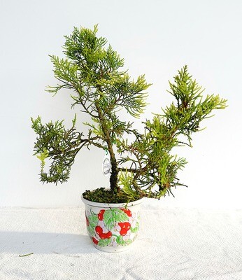 Bonsai di Ginepro