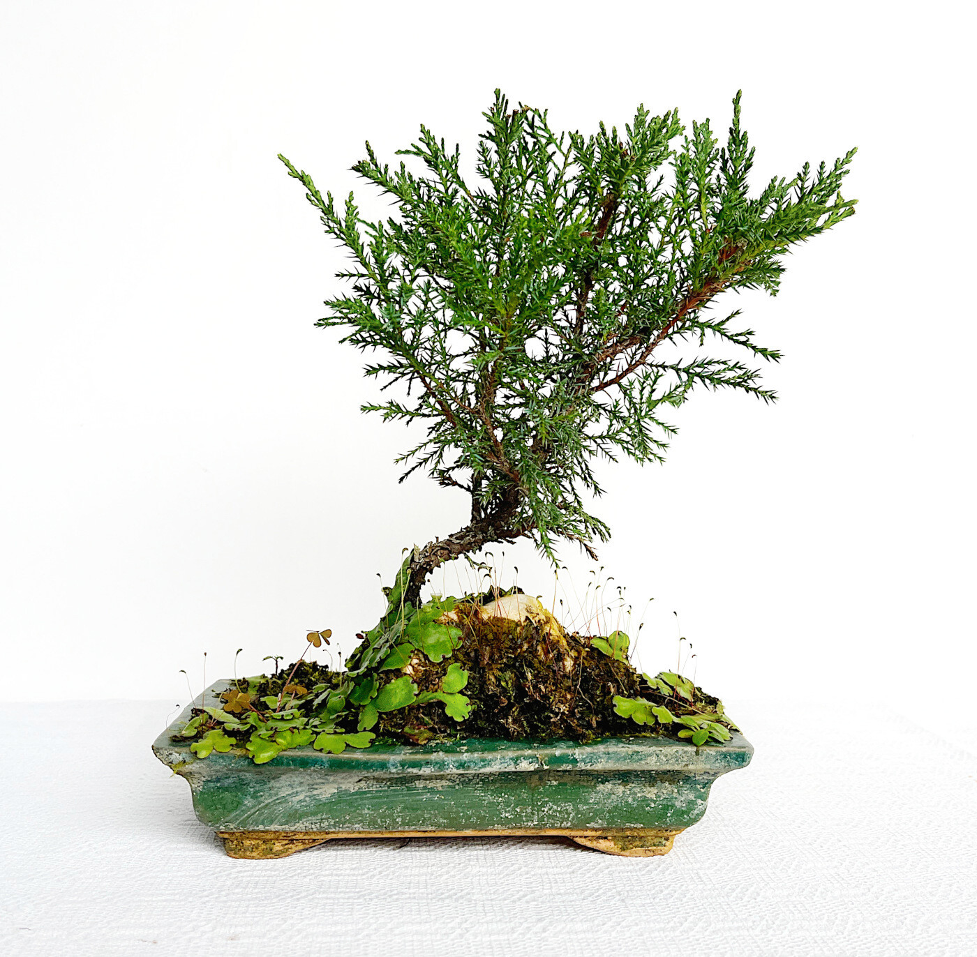 Bonsai di Ginepro