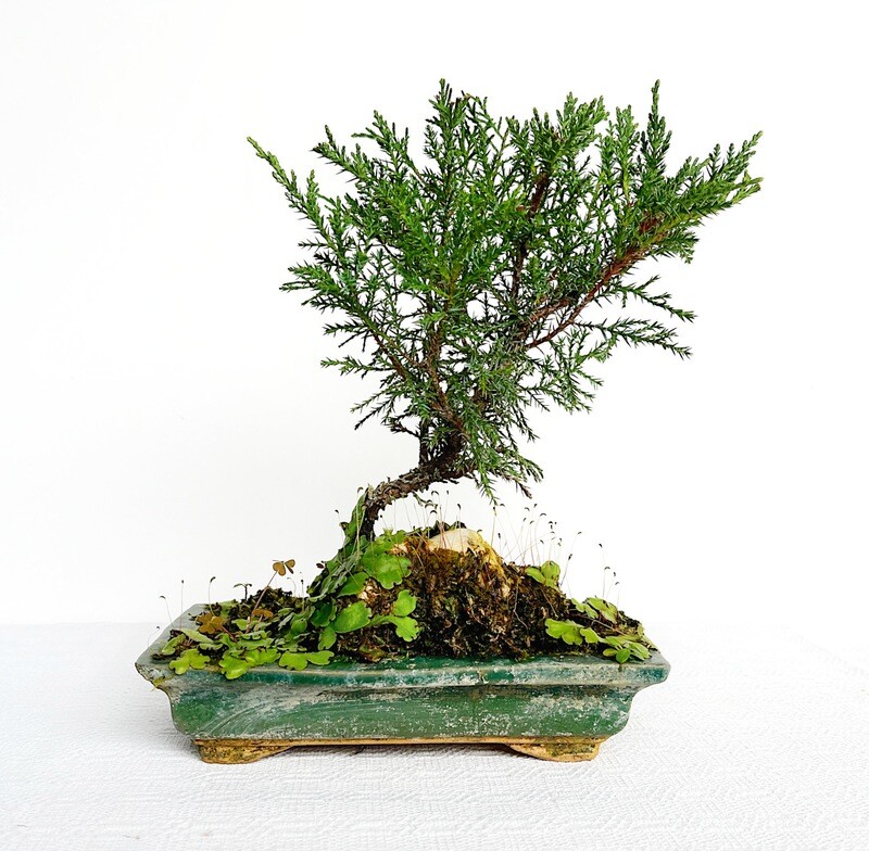 Bonsai di Ginepro