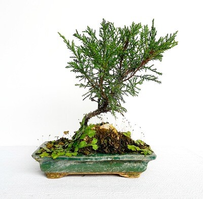 Bonsai di Ginepro