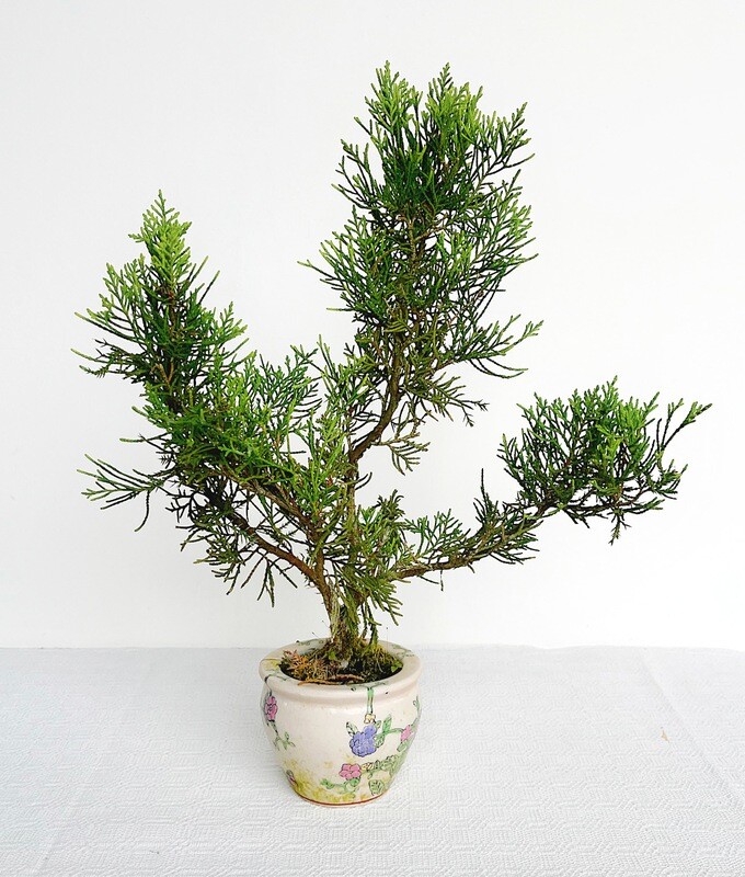 Bonsai di Ginepro