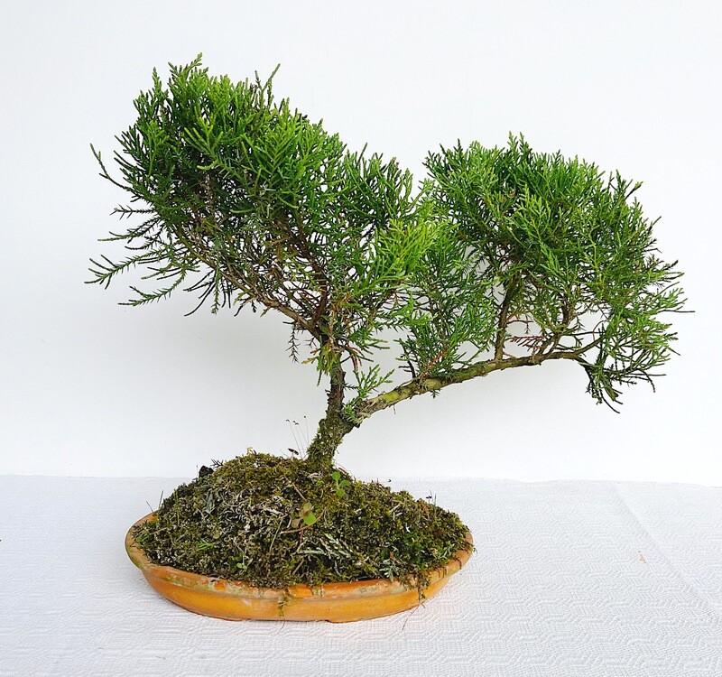 Bonsai di Ginepro