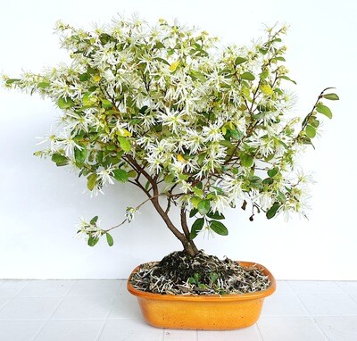 Bonsai di Loropetalum bianco
