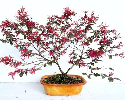 Bonsai di Loropetalum viola