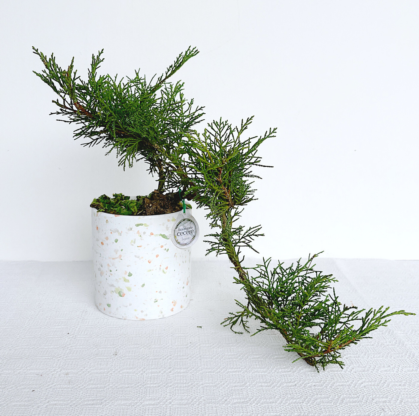 Bonsai di Ginepro