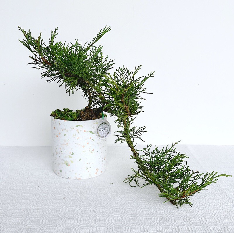 Bonsai di Ginepro