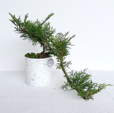 Bonsai di Ginepro