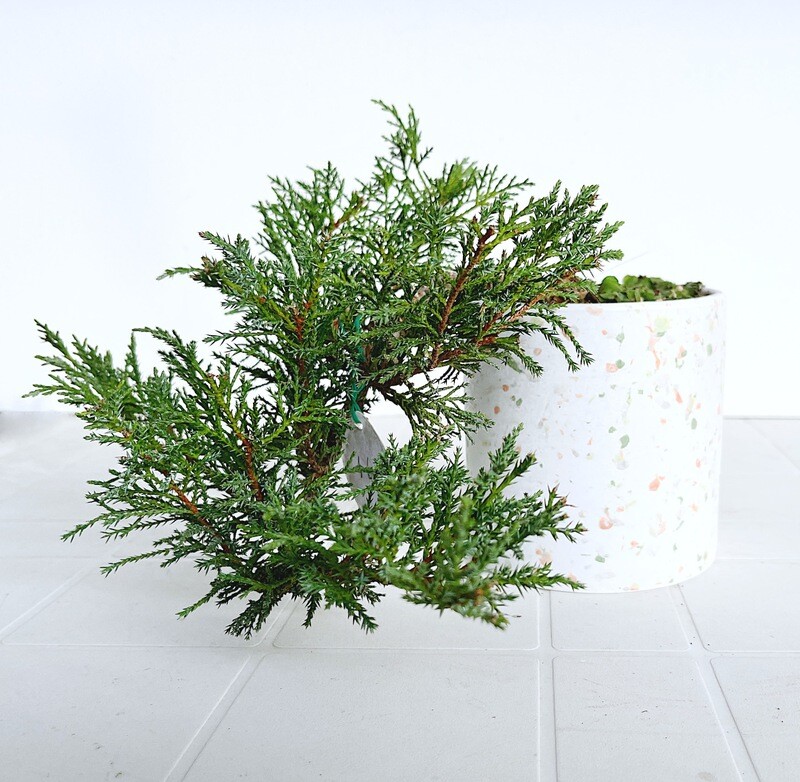 Bonsai di Ginepro