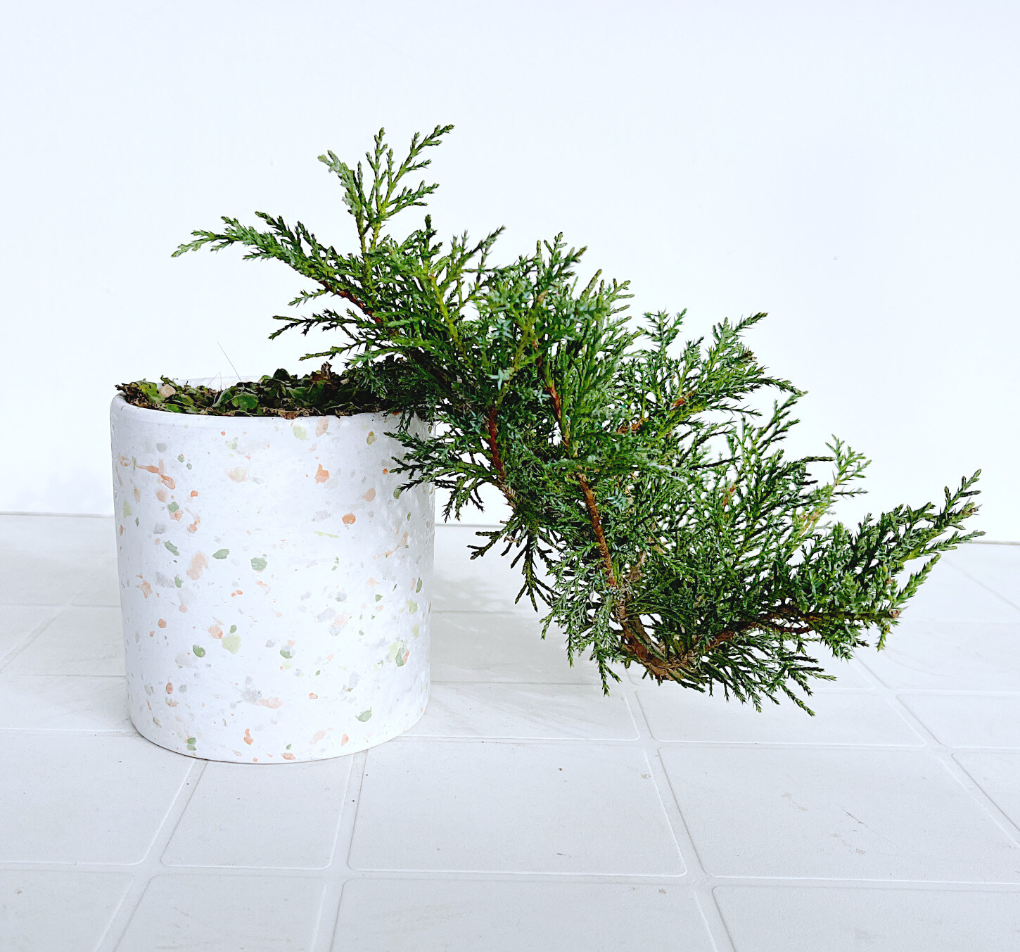 Bonsai di Ginepro