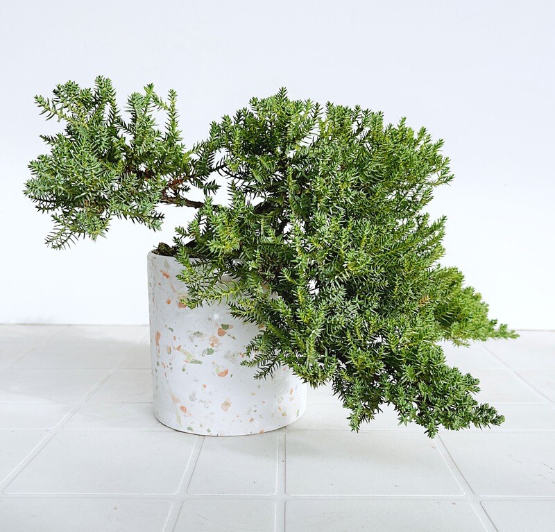 Bonsai di Ginepro