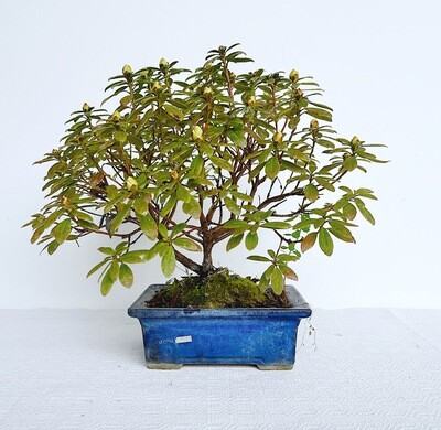 Bonsai di Azalea