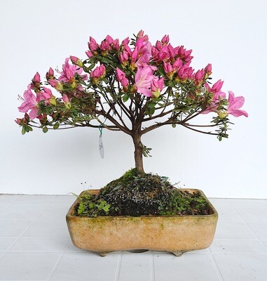 Bonsai di Azalea