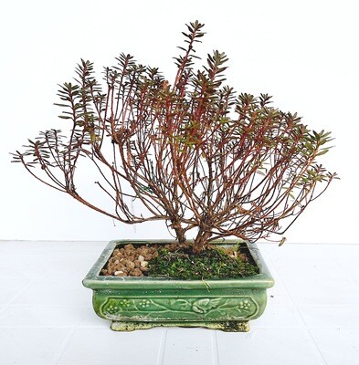 Bonsai di Azalea Blu