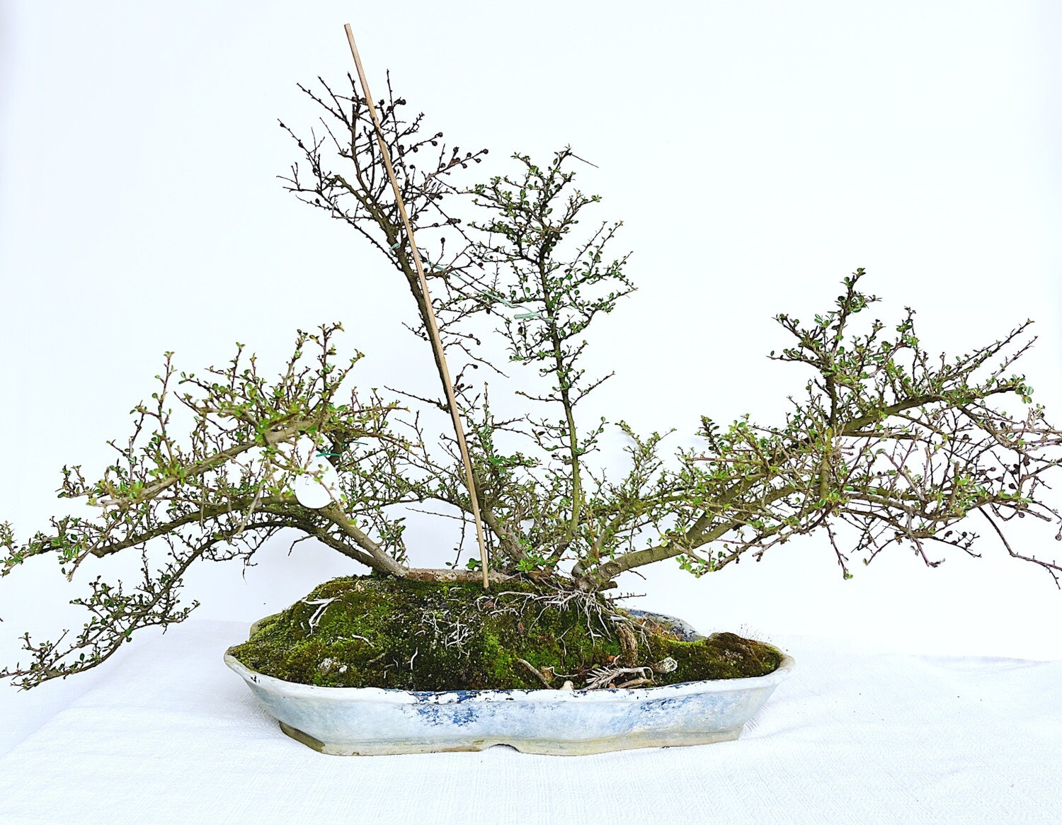 Bonsai di Cotonastro