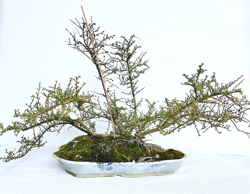 Bonsai di Cotonastro