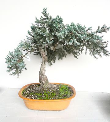 Bonsai di Chamaecyparis boulevard