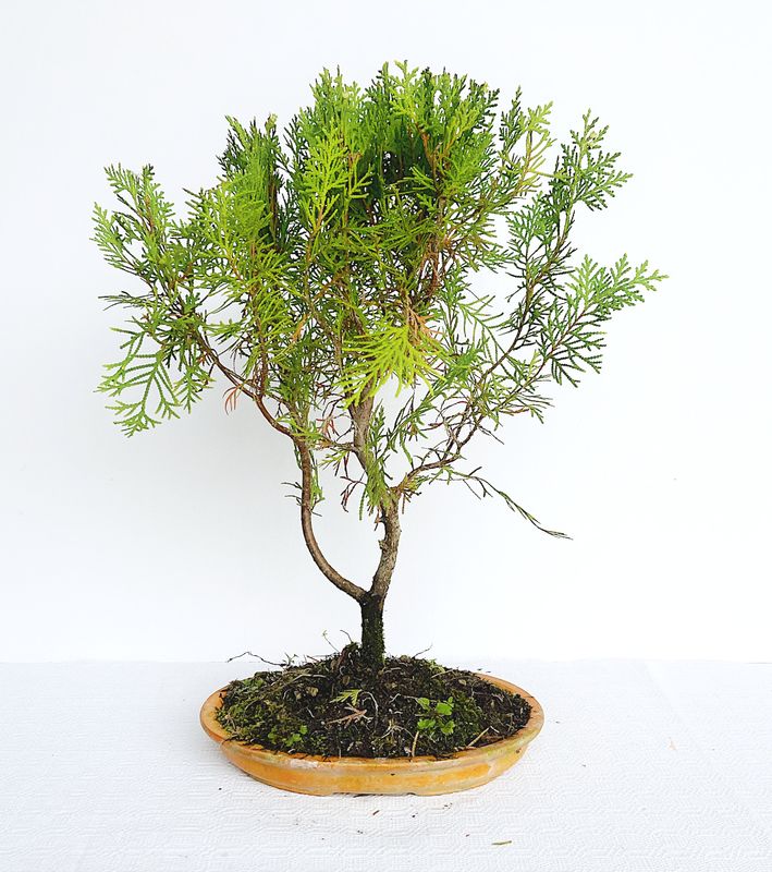 Bonsai di Thuja orientalis